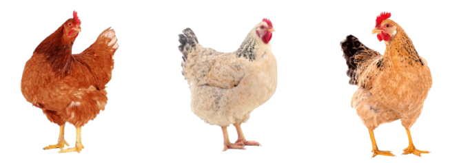 ayam