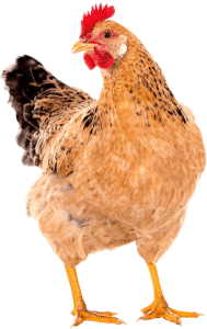 Ayam
