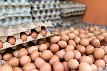 4 Cara Memilih Telur Ayam Berkualitas - Peternakan Ayam Petelur Indonesia Smiley Eggy Farm