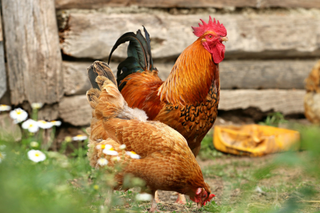 Jenis Telur Ayam - Smiley Eggy Farm