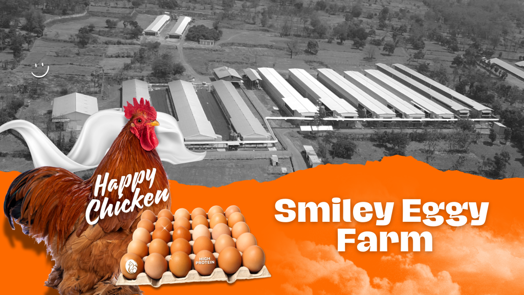 Peternakan Ayam Petelur - Smiley Eggy Farm